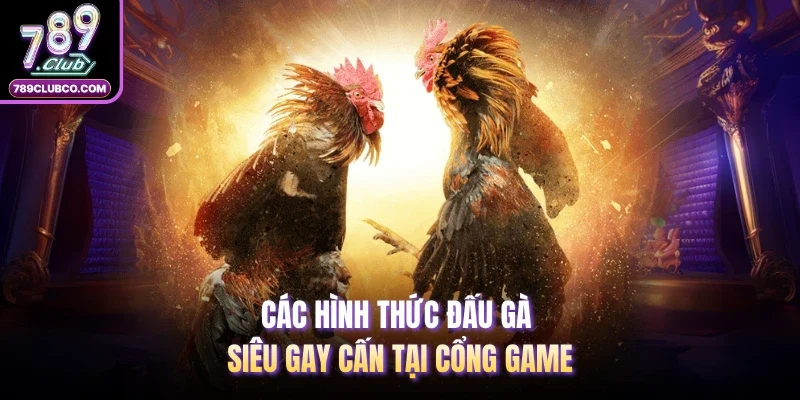 Các hình thức đấu gà siêu gay cấn tại cổng game