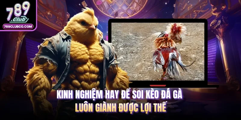 Kinh nghiệm hay để soi kèo đá gà luôn giành được lợi thế