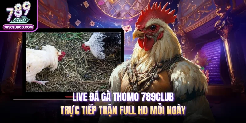 Live Đá Gà Thomo 789Club | Trực Tiếp Trận Full HD Mỗi Ngày