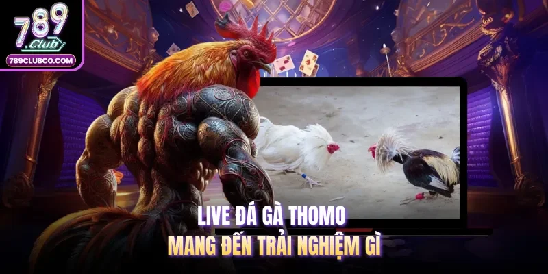 Live đá gà Thomo mang đến trải nghiệm gì