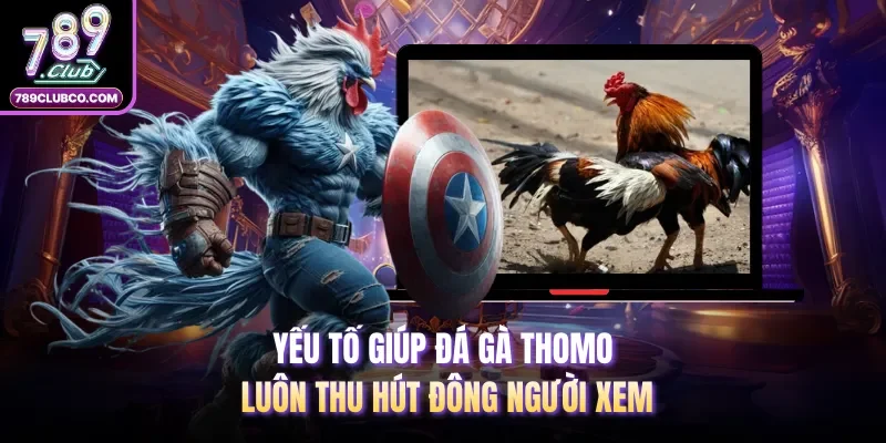 Yếu tố giúp đá gà Thomo luôn thu hút đông người xem